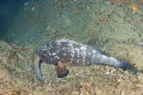 Photo of Dusky grouper (Epinephelus marginatus)