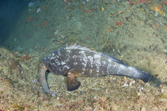 Mediterranean moray