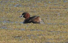 Tachybaptus ruficollis