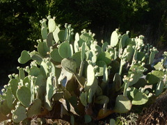 Opuntia cacanapa