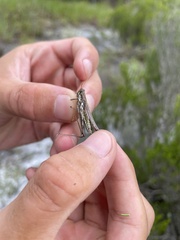 Schistocerca ceratiola