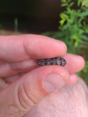 Buprestis consularis