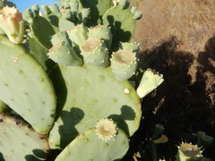 Opuntia cacanapa
