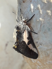 Euscirrhopterus gloveri