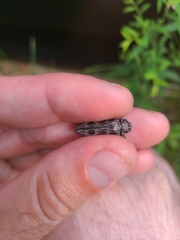 Buprestis consularis