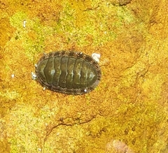 Neoloricata