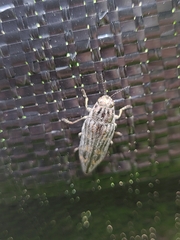 Buprestis consularis