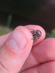 Buprestis consularis