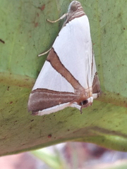 Eulepidotis rectimargo