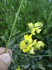 Medicago falcata