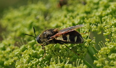 Stratiomys singularior