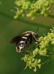 Stratiomys singularior