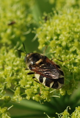 Stratiomys singularior