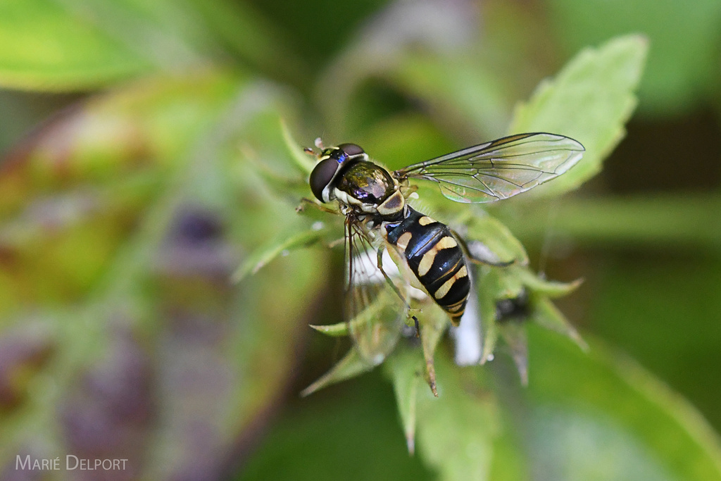 Yellow-legged Streaktail