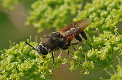 Stratiomys singularior