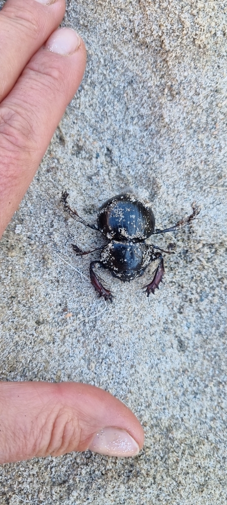 Pachysoma rodriguesi