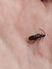 Atanycolus cappaerti