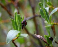 Chrysomela aeneicollis