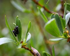 Chrysomela aeneicollis