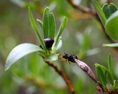 Chrysomela aeneicollis