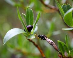 Chrysomela aeneicollis