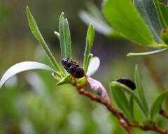 Chrysomela aeneicollis