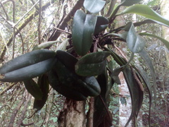 Epidendreae