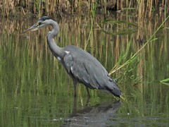 Ardea cinerea