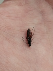 Atanycolus cappaerti