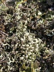 Cladonia robbinsii