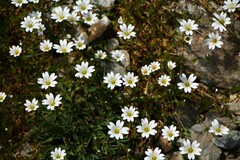 Dichodon cerastoides