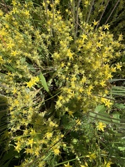Sedum acre