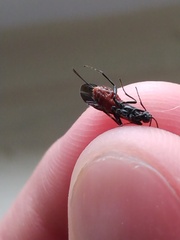 Atanycolus cappaerti