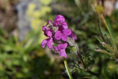 Pedicularis caucasica