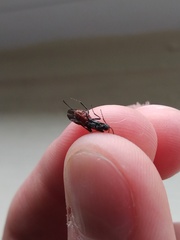 Atanycolus cappaerti