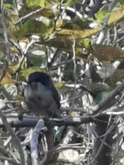 Curruca melanocephala
