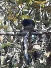 Curruca melanocephala