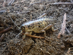 Cyphoderris