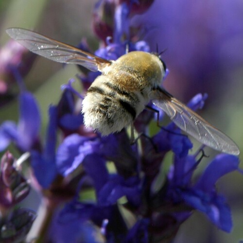 Bomber fly photo 5
