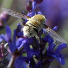 Heterostylum robustum