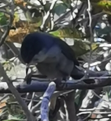 Curruca melanocephala