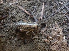 Cyphoderris