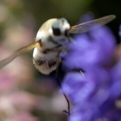 Heterostylum robustum
