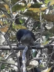 Curruca melanocephala