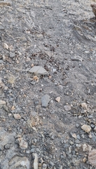 Oreotragus oreotragus