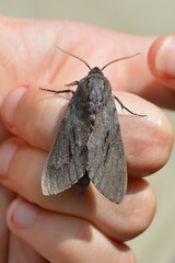 Lapara coniferarum