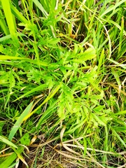 Cicuta virosa