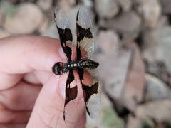 Palpopleura