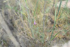 Convolvulus althaeoides