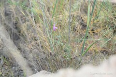 Convolvulus althaeoides